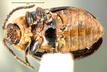Media type: image; Entomology 19099   Aspect: habitus ventral view